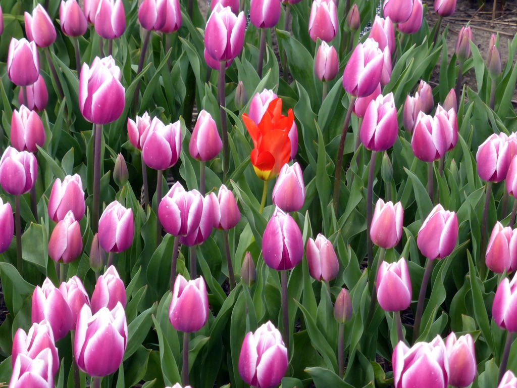 Red tulip in a field with purple tulips near the Heereweg street at Lisse