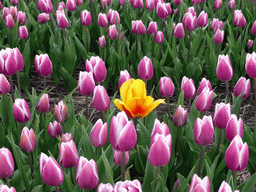 Yellow tulip in a field with purple tulips near the Heereweg street at Lisse