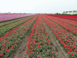 Field with red and purple tulips near the Heereweg street at Lisse