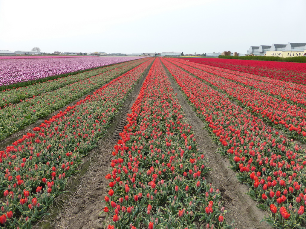 Field with red and purple tulips near the Heereweg street at Lisse