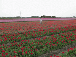 Miaomiao in a field with red and purple tulips near the Heereweg street at Lisse
