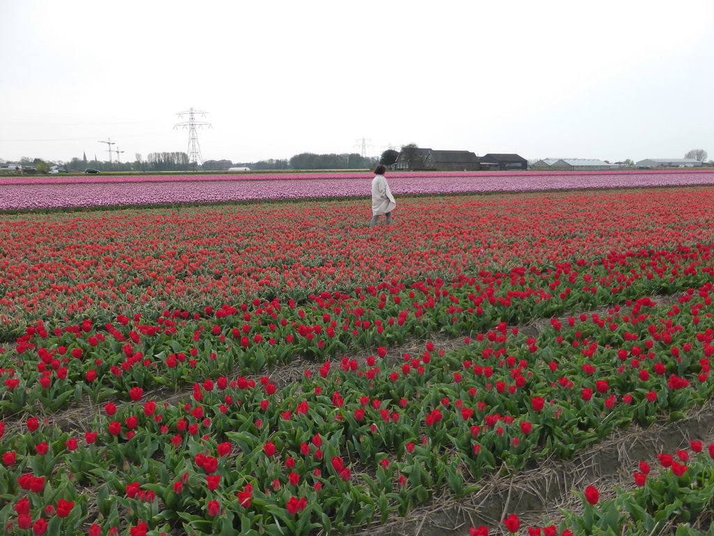 Miaomiao in a field with red and purple tulips near the Heereweg street at Lisse