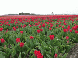 Miaomiao in a field with red and purple tulips near the Heereweg street at Lisse