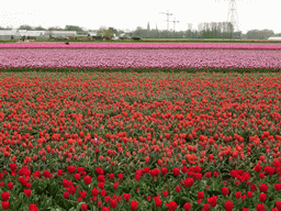 Field with red and purple tulips near the Heereweg street at Lisse