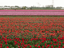 keukenhof_2_104 - 507 kb - 1024x768 - Field with red and purple tulips near the Heereweg street at Lisse Field with red and purple tulips near the Heereweg street at Lisse