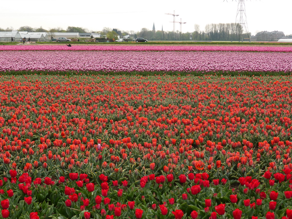 Field with red and purple tulips near the Heereweg street at Lisse