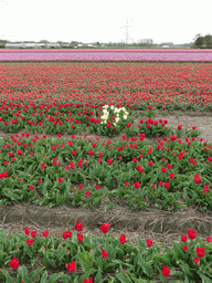 Field with red, white and purple tulips near the Heereweg street at Lisse