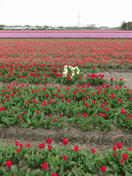 keukenhof_2_105 - 487 kb - 768x1024 - Field with red, white and purple tulips near the Heereweg street at Lisse Field with red, white and purple tulips near the Heereweg street at Lisse