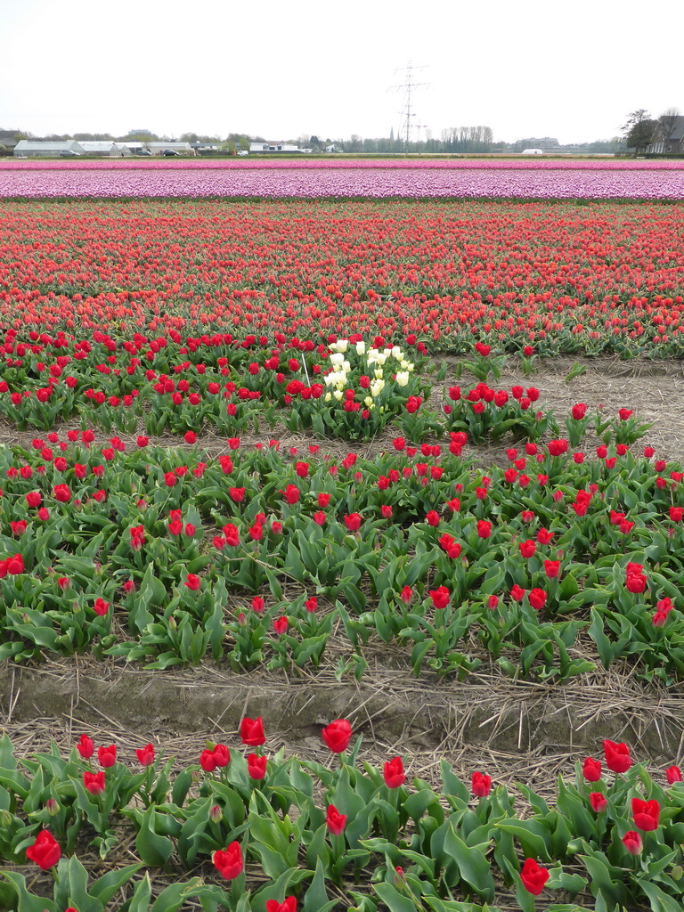 Field with red, white and purple tulips near the Heereweg street at Lisse