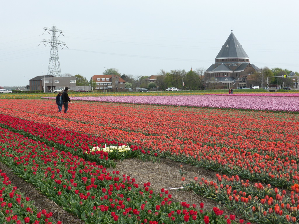 Benjamin and Lea in a field with red, white and purple tulips and the H.H. Engelbewaarderskerk church of Lisse