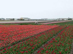 Miaomiao in a field with red and pink tulips near the Heereweg street at Lisse