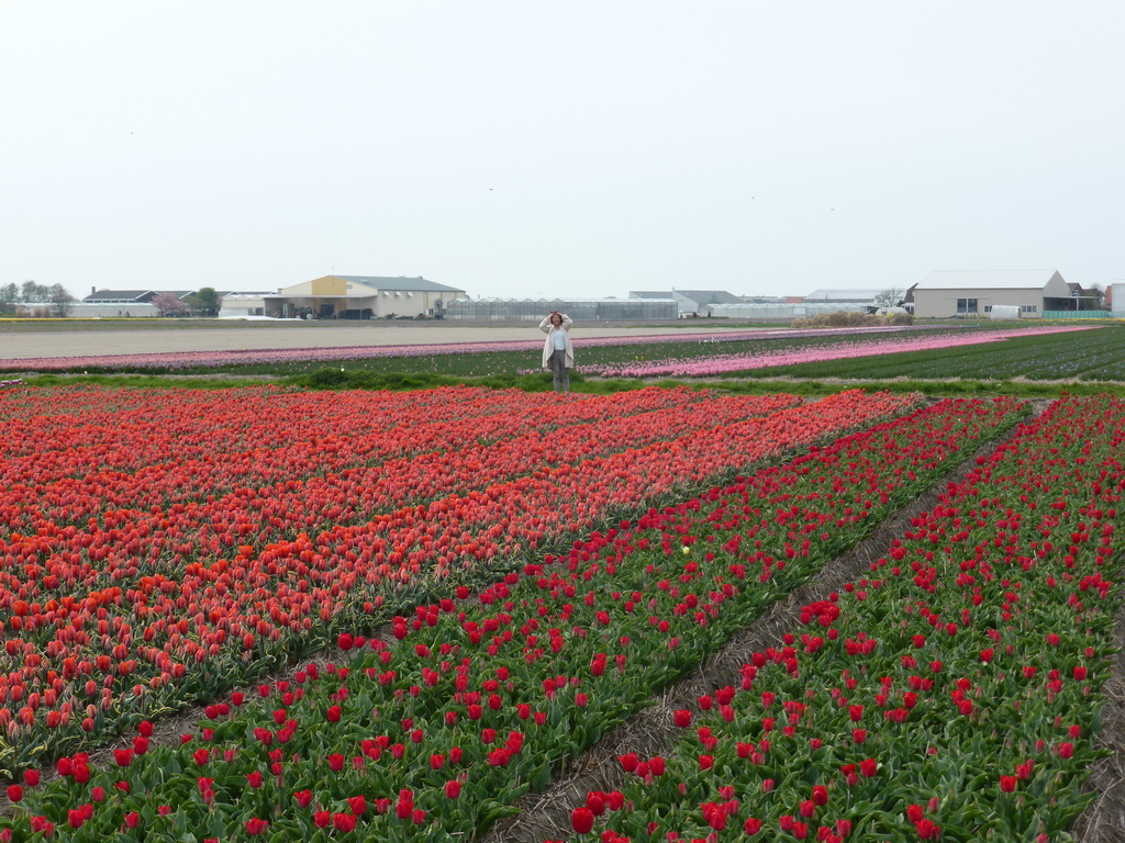 Miaomiao in a field with red and pink tulips near the Heereweg street at Lisse