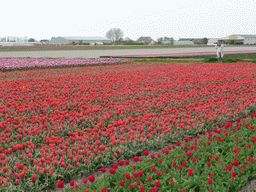 Miaomiao in a field with red and pink tulips near the Heereweg street at Lisse