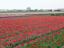 keukenhof_2_108 - 458 kb - 1024x768 - Miaomiao in a field with red and pink tulips near the Heereweg street at Lisse Miaomiao in a field with red and pink tulips near the Heereweg street at Lisse