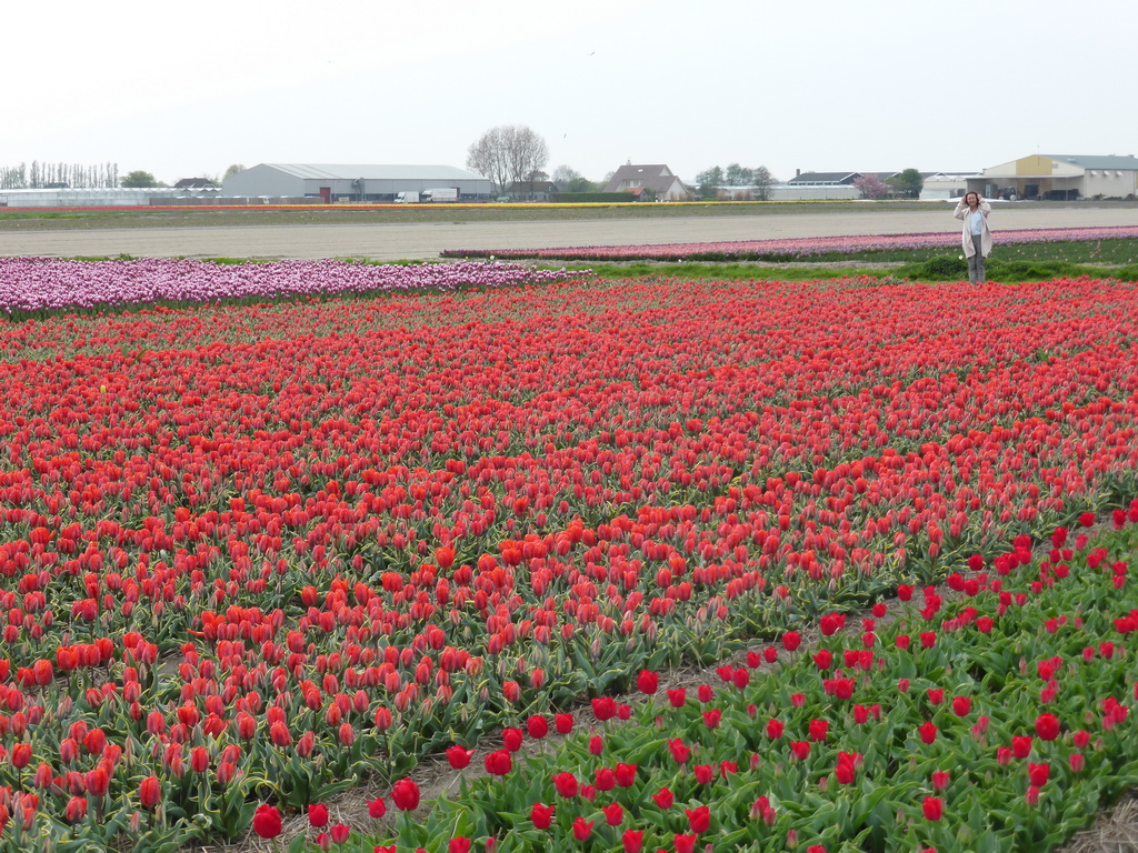 Miaomiao in a field with red and pink tulips near the Heereweg street at Lisse