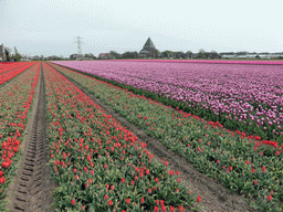 Field with red and purple tulips and the H.H. Engelbewaarderskerk church of Lisse