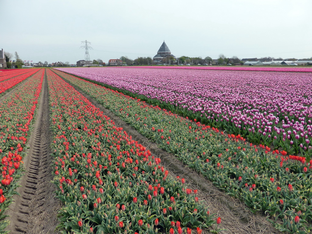 Field with red and purple tulips and the H.H. Engelbewaarderskerk church of Lisse