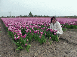 Miaomiao in a field with purple tulips and the H.H. Engelbewaarderskerk church of Lisse