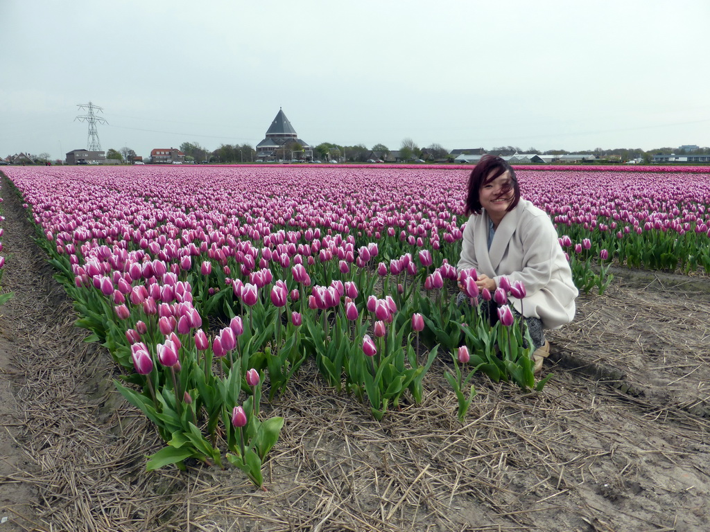 Miaomiao in a field with purple tulips and the H.H. Engelbewaarderskerk church of Lisse