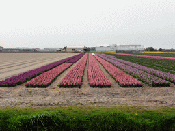 Field with purple, pink and blue tulips near the Heereweg street at Lisse