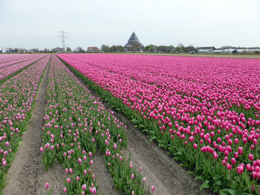 Field with purple tulips and the H.H. Engelbewaarderskerk church of Lisse