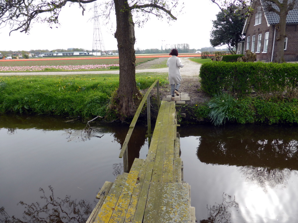 Miaomiao on a wooden bridge from one flower field to another near the Heereweg street at Lisse