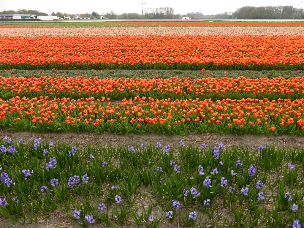 Field with blue flowers and orange and pink tulips near the Heereweg street at Lisse