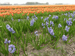 Field with blue flowers and orange and pink tulips near the Heereweg street at Lisse