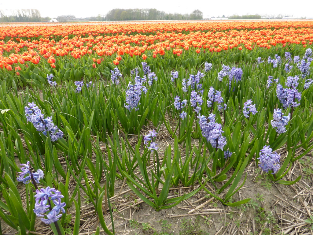 Field with blue flowers and orange and pink tulips near the Heereweg street at Lisse