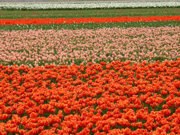 Field with orange, pink and white tulips near the Heereweg street at Lisse