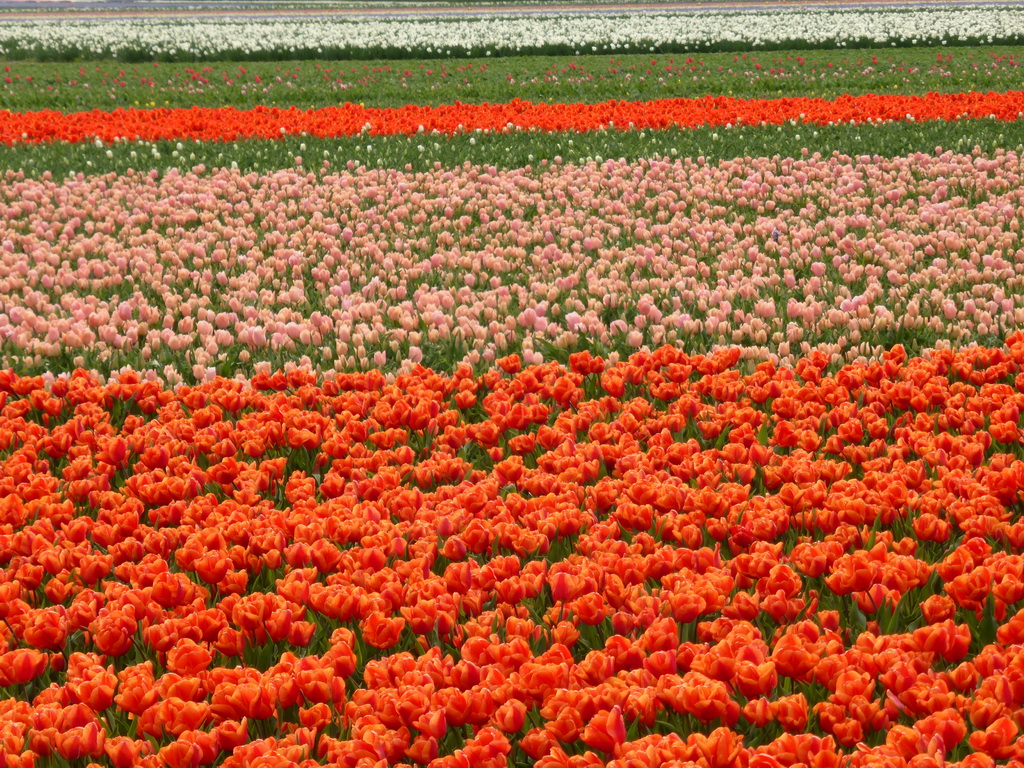 Field with orange, pink and white tulips near the Heereweg street at Lisse