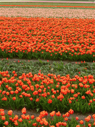 Field with orange and pink tulips near the Heereweg street at Lisse