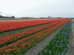 Miaomiao in a field with blue flowers and orange and pink tulips near the Heereweg street at Lisse