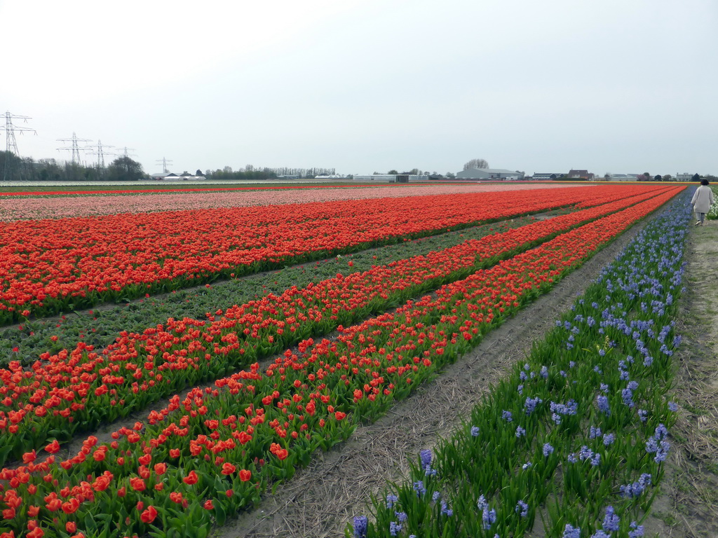 Miaomiao in a field with blue flowers and orange and pink tulips near the Heereweg street at Lisse