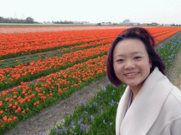 Miaomiao in a field with blue flowers and orange and pink tulips near the Heereweg street at Lisse