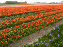 Field with blue flowers and orange and pink tulips near the Heereweg street at Lisse