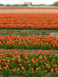 Field with orange and pink tulips near the Heereweg street at Lisse