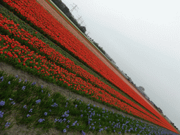 Field with blue flowers and red and pink tulips near the Heereweg street at Lisse