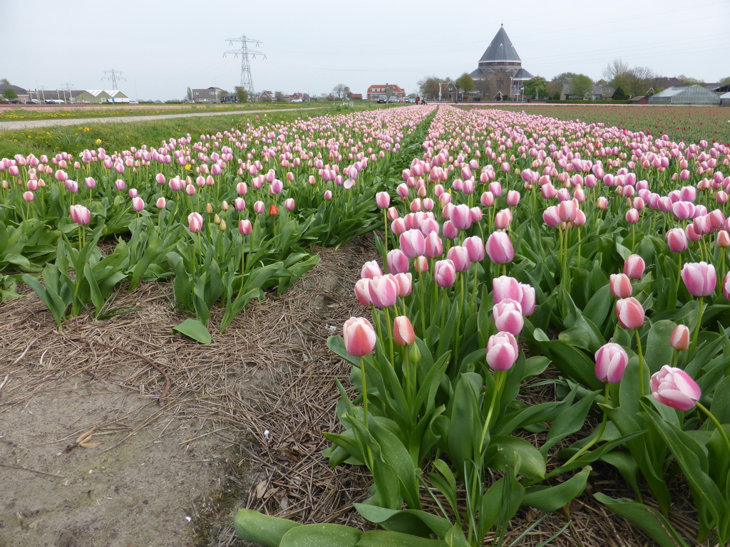 Field with purple-white tulips and the H.H. Engelbewaarderskerk church of Lisse