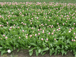 Field with purple-white tulips near the Heereweg street at Lisse