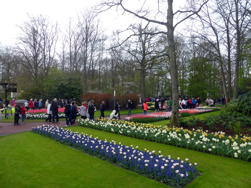 Flowers near the northwest entrance of the Keukenhof park