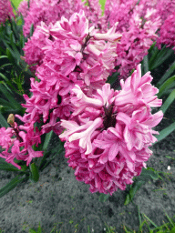 Purple flowers near the northwest entrance of the Keukenhof park