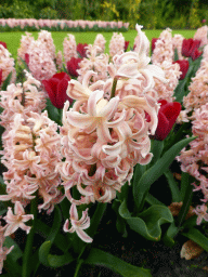 Red tulips and pink flowers near the northwest entrance of the Keukenhof park