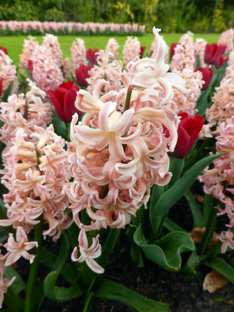 Red tulips and pink flowers near the northwest entrance of the Keukenhof park