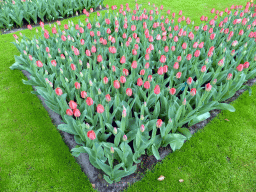 Red tulips near the northwest entrance of the Keukenhof park