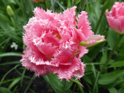 Pink flower near the northwest entrance of the Keukenhof park