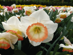 White-pink flowers near the northwest entrance of the Keukenhof park