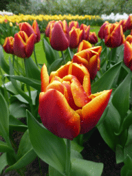 Red-yellow flowers near the northwest entrance of the Keukenhof park