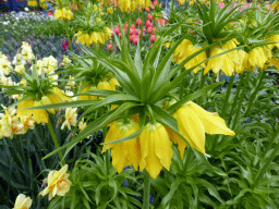 Yellow flowers near the northwest entrance of the Keukenhof park