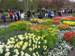 Flowers near the northwest entrance of the Keukenhof park